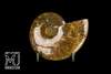 XL Ammonite Souvenir Polished Ammolite