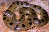 Anaconda Snake Photo