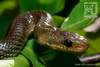 Rat Snake Zamenis longissimus Exotic