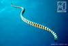 Sea Snake Photo