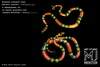 Snake Info - Micrurus Frontalis Cobra Aspid and Simophis Rhinostoma