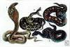 Snakes Info - 1. Cobra. 2. Keffiyeh. 3. Cape viper. 4. Viper